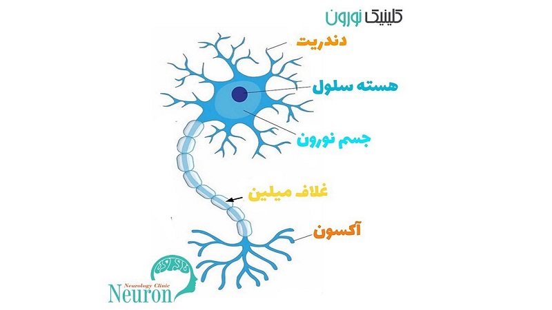 ساختمان نورون ها | کلینیک مغز و اعصاب اصفهان