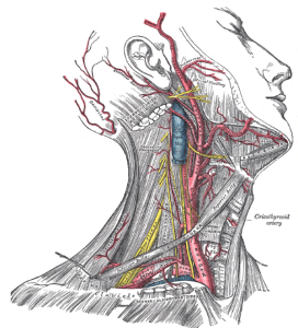 مراحل انجام سونوگرافی داپلر عروق گردن|کلینیک تخصصی و فوق تخصصی مغز و اعصاب نورون