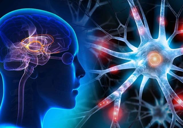 نقش اپیتلیال سلول‌ها در عملکرد مغز | کلینیک مغز و اعصاب اصفهان | کلینیک تخصصی مغز و اعصاب نورون